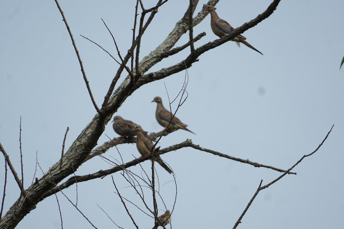 Mourning Dove - ML599972321