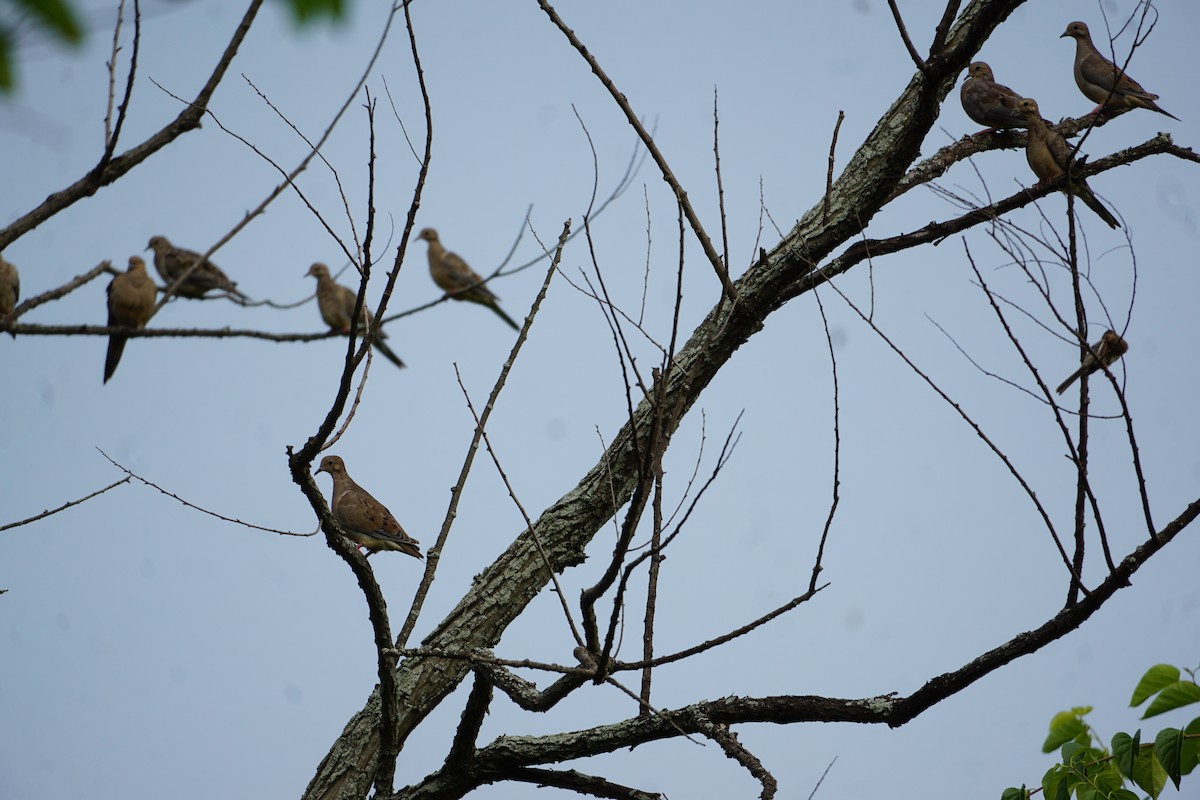 Mourning Dove - ML599972331