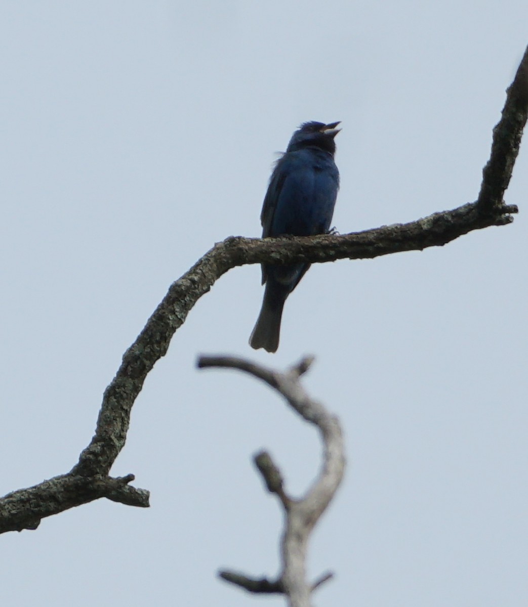 Indigo Bunting - Melody Ragle