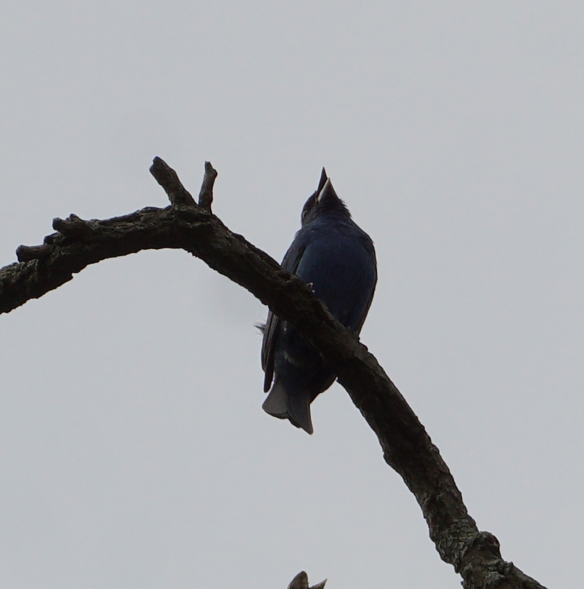 Indigo Bunting - Melody Ragle