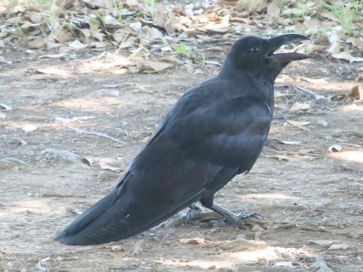 Large-billed Crow - ML599972691