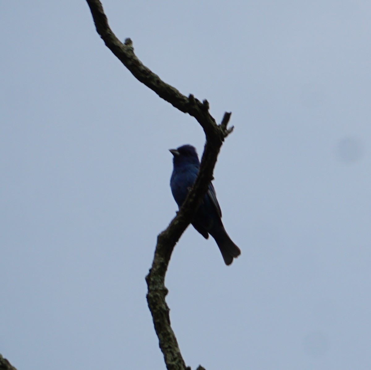 Indigo Bunting - Melody Ragle