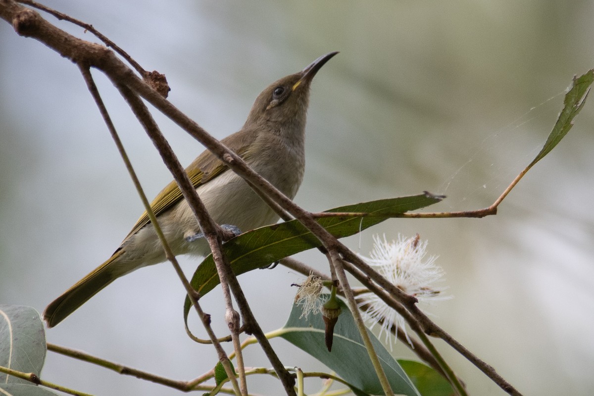 Brown Honeyeater - ML599973351