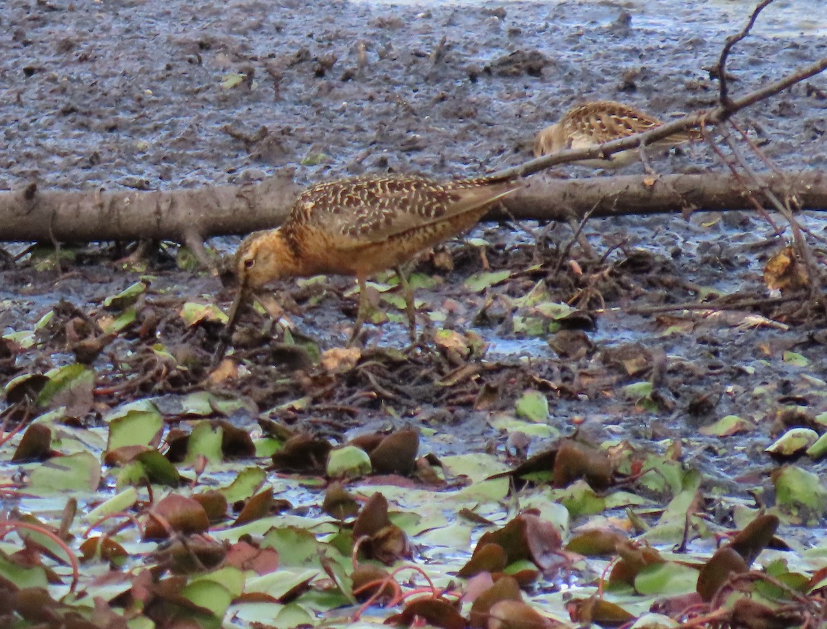 Long-billed Dowitcher - b haley