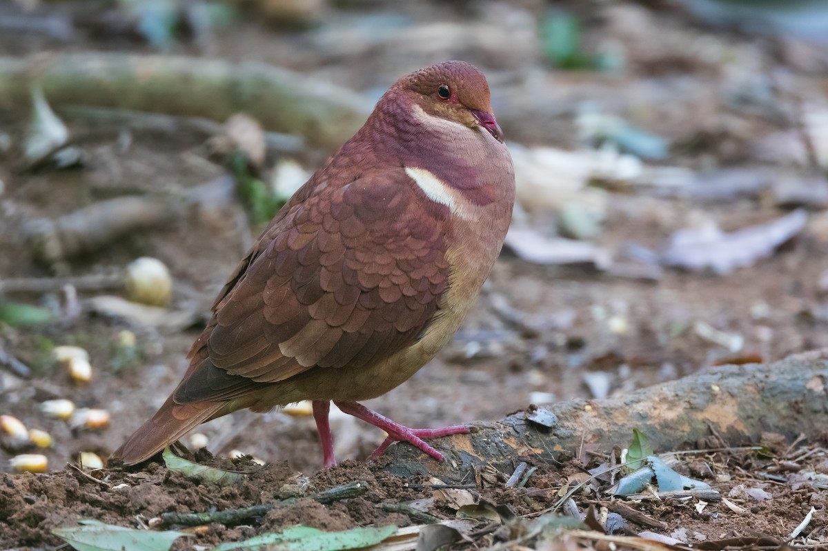 Ruddy Quail-Dove - ML599973961