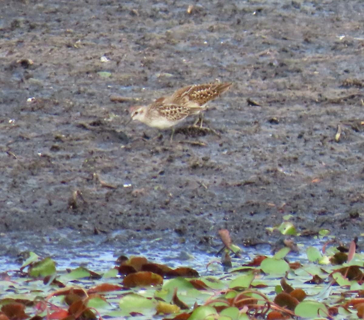 Least Sandpiper - b haley