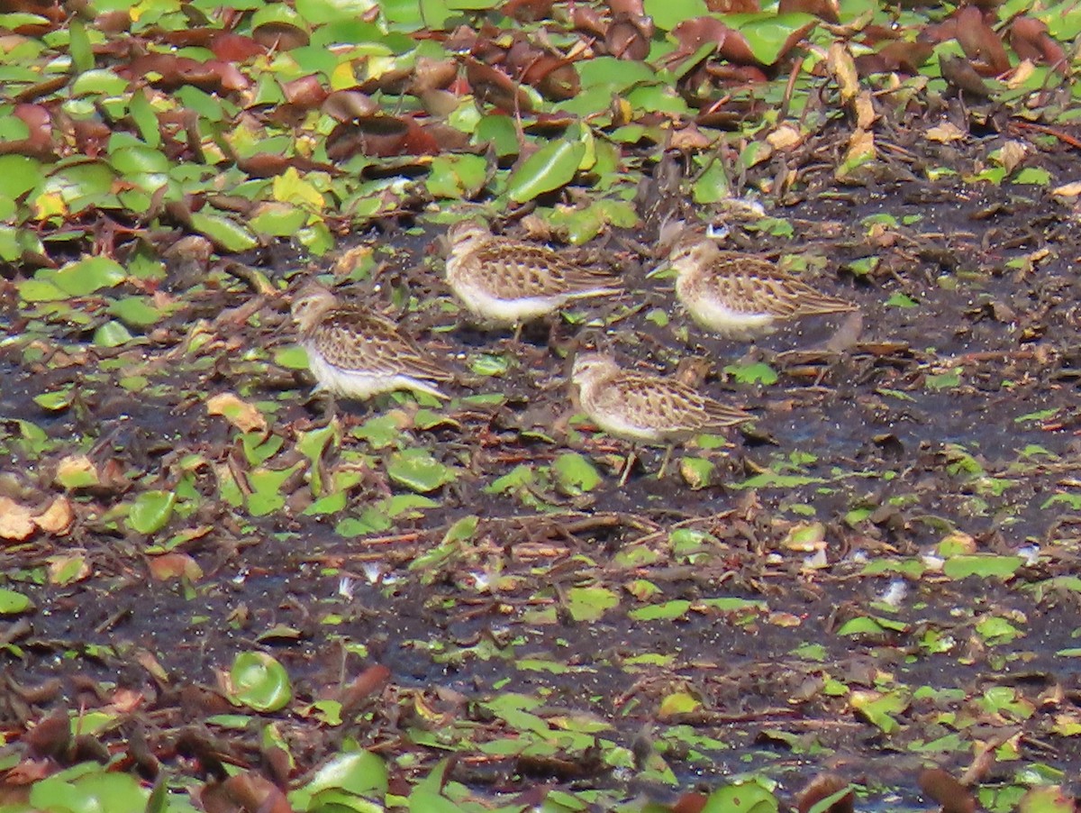 Least Sandpiper - b haley