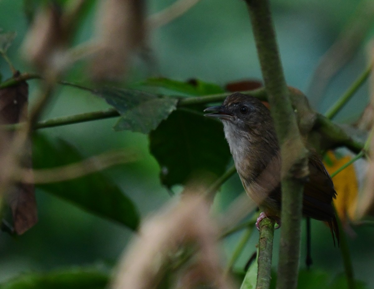 Abbott's Babbler - ML599974381