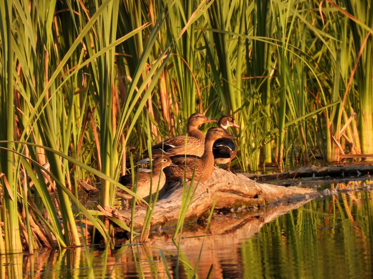 Wood Duck - ML599975631