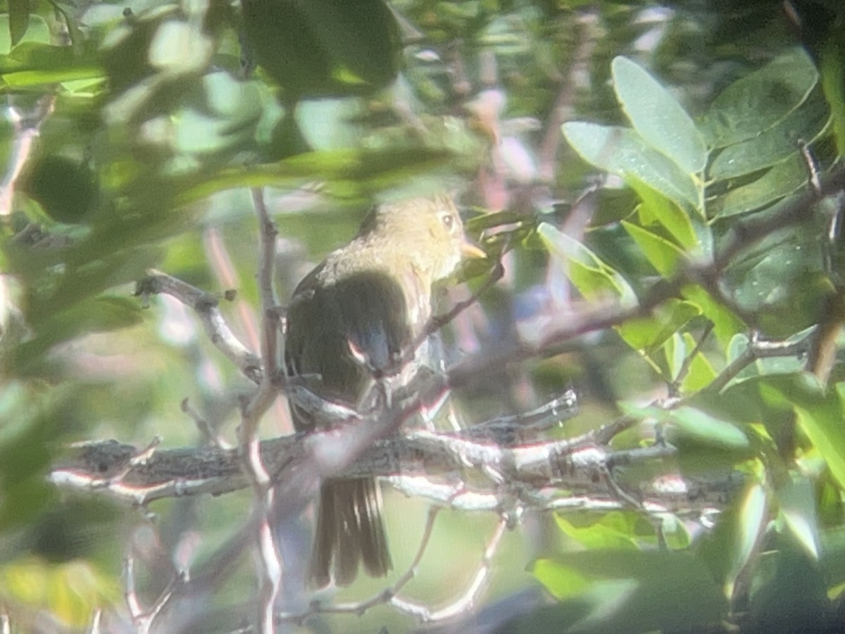 Western Flycatcher - ML599975831