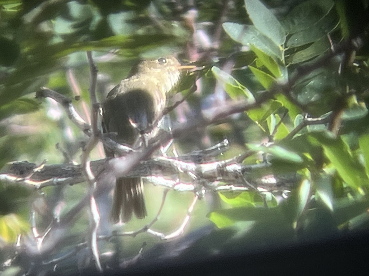 Western Flycatcher - ML599975851