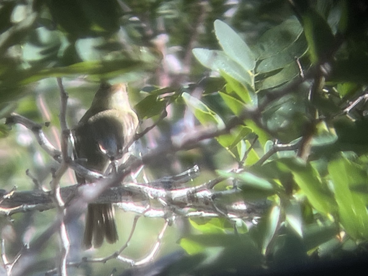 Western Flycatcher - ML599975861