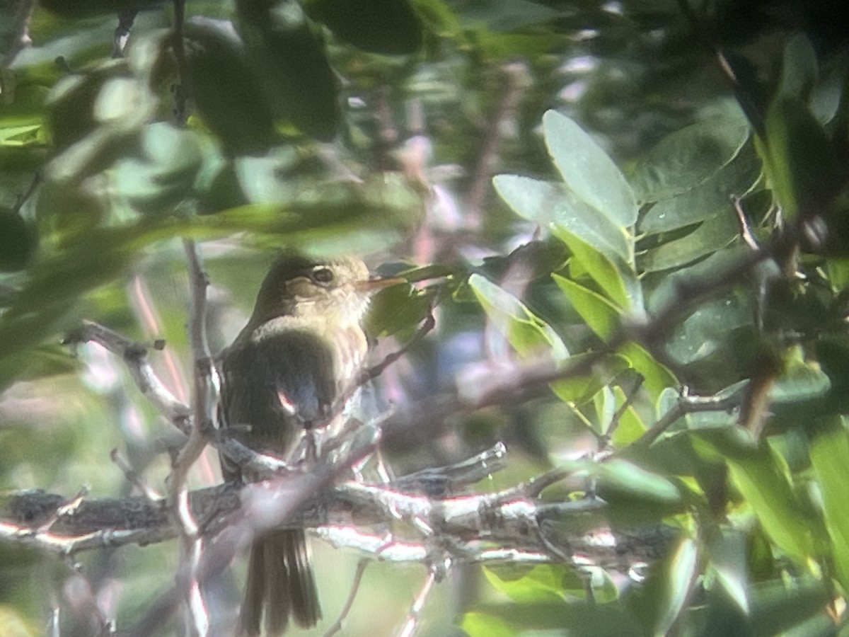 Western Flycatcher - ML599975871