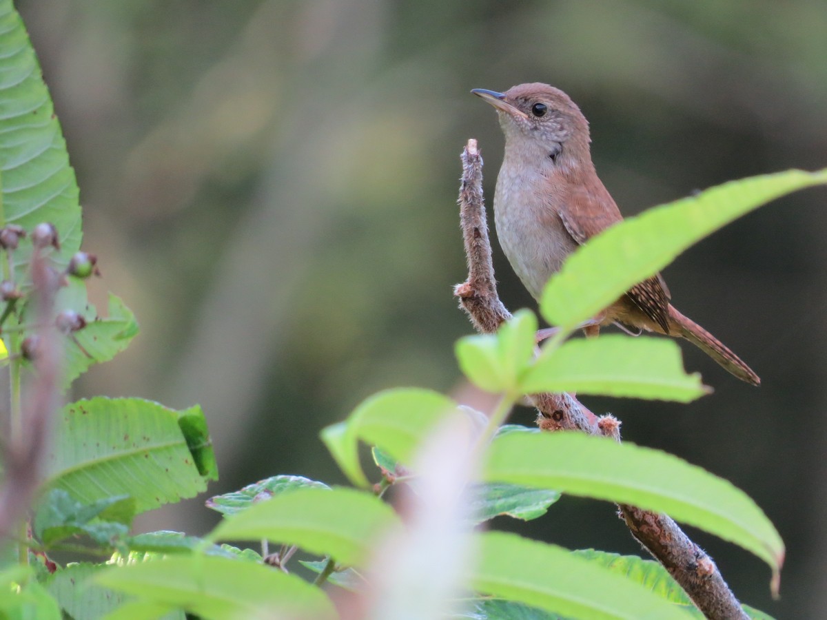 Northern House Wren - Kathryn Dia