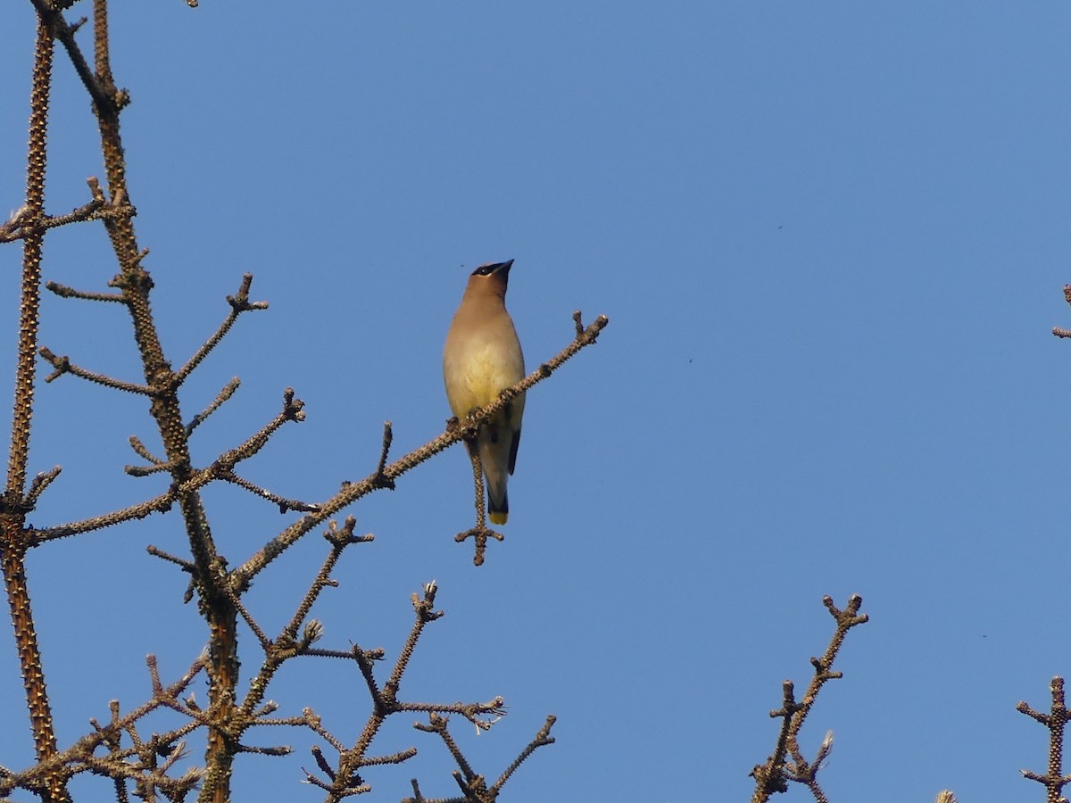 Cedar Waxwing - ML599976091