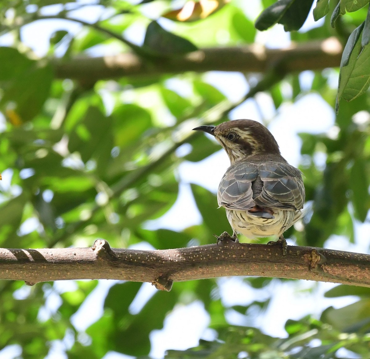 Horsfield's Bronze-Cuckoo - ML599976761