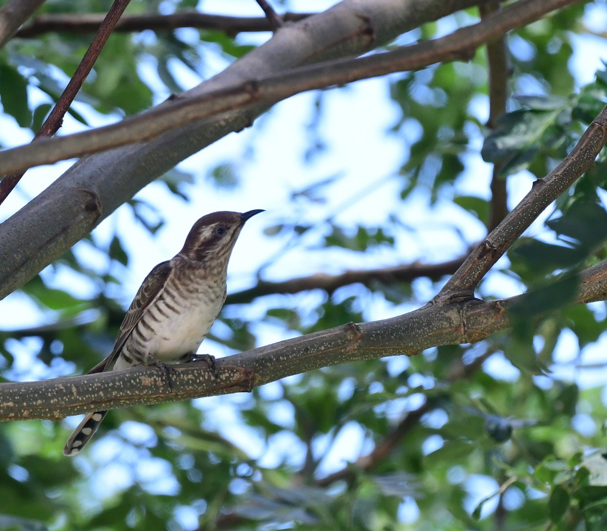 Horsfield's Bronze-Cuckoo - ML599976781