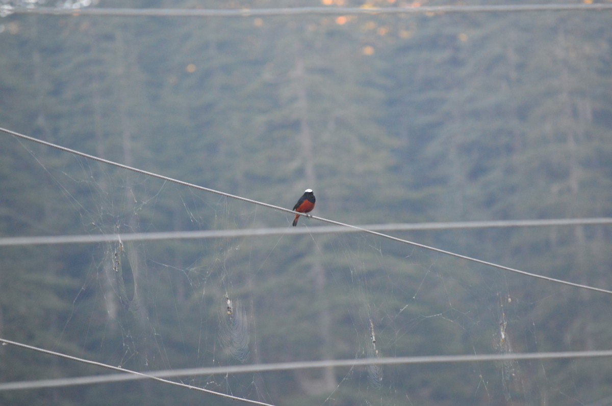 White-capped Redstart - ML599976971