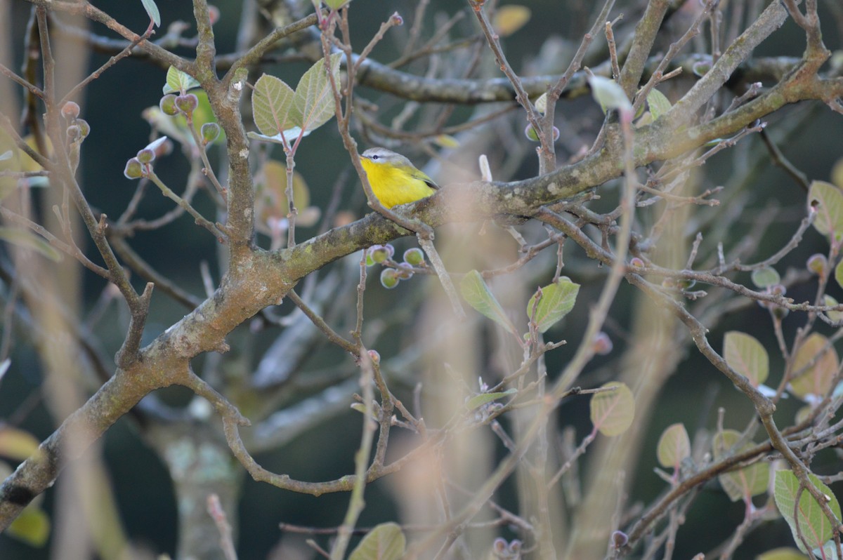 Gray-hooded Warbler - Abhishek Sharma