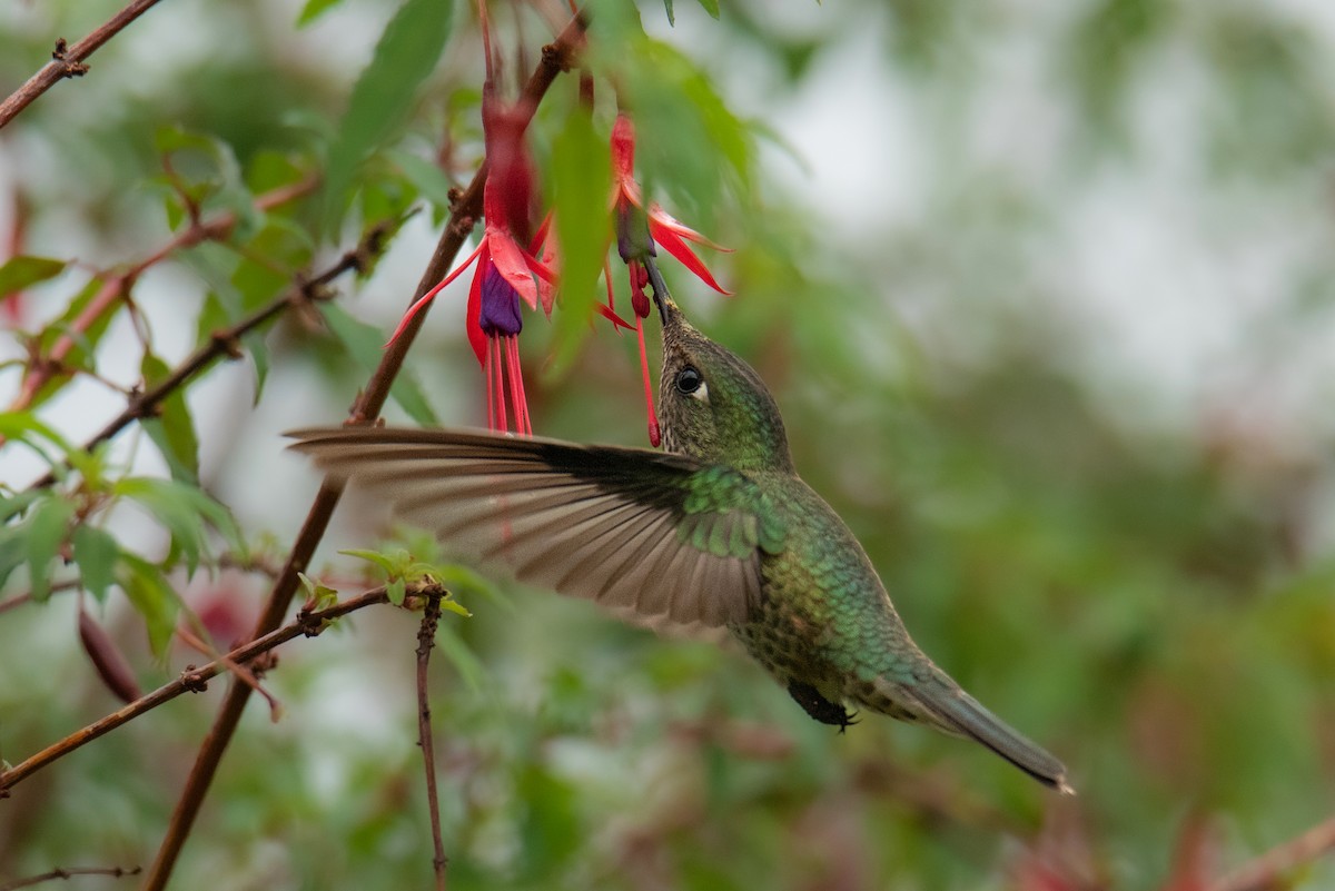 Green-backed Firecrown - ML599977501