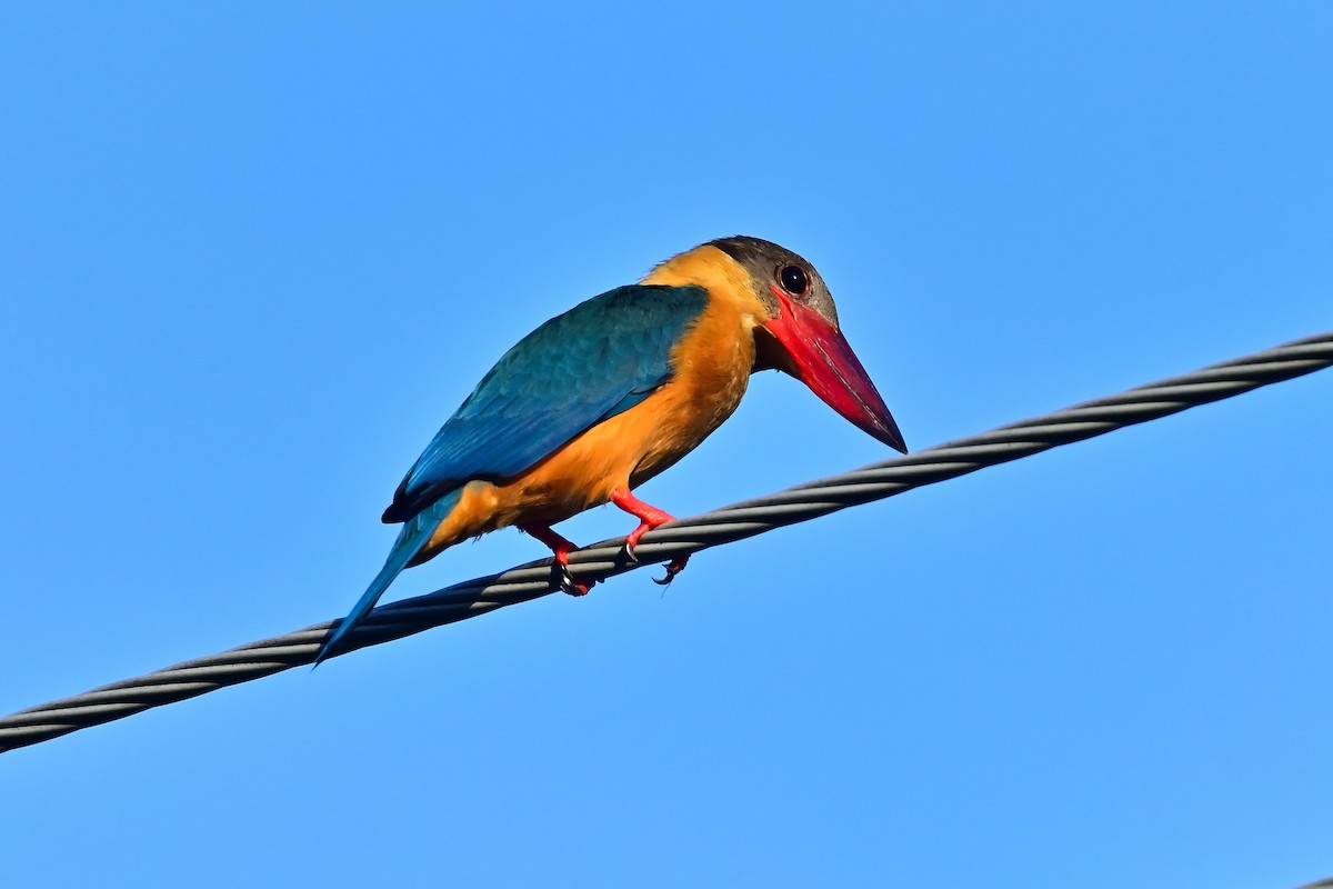 Stork-billed Kingfisher - ML599977651