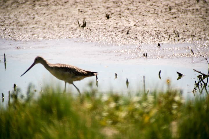 Marbled Godwit - ML599978161