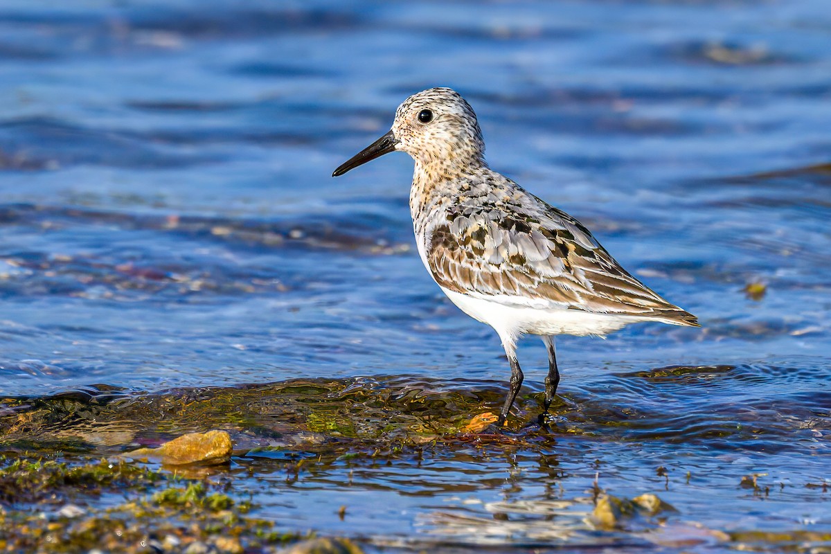 Sanderling - ML599978291