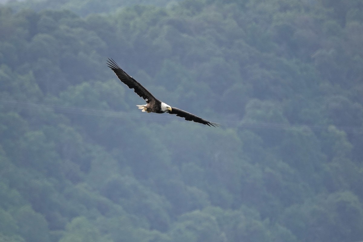 Weißkopf-Seeadler - ML599978831