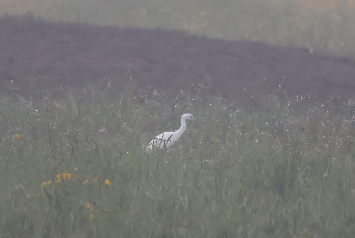 Little Blue Heron - ML599979241