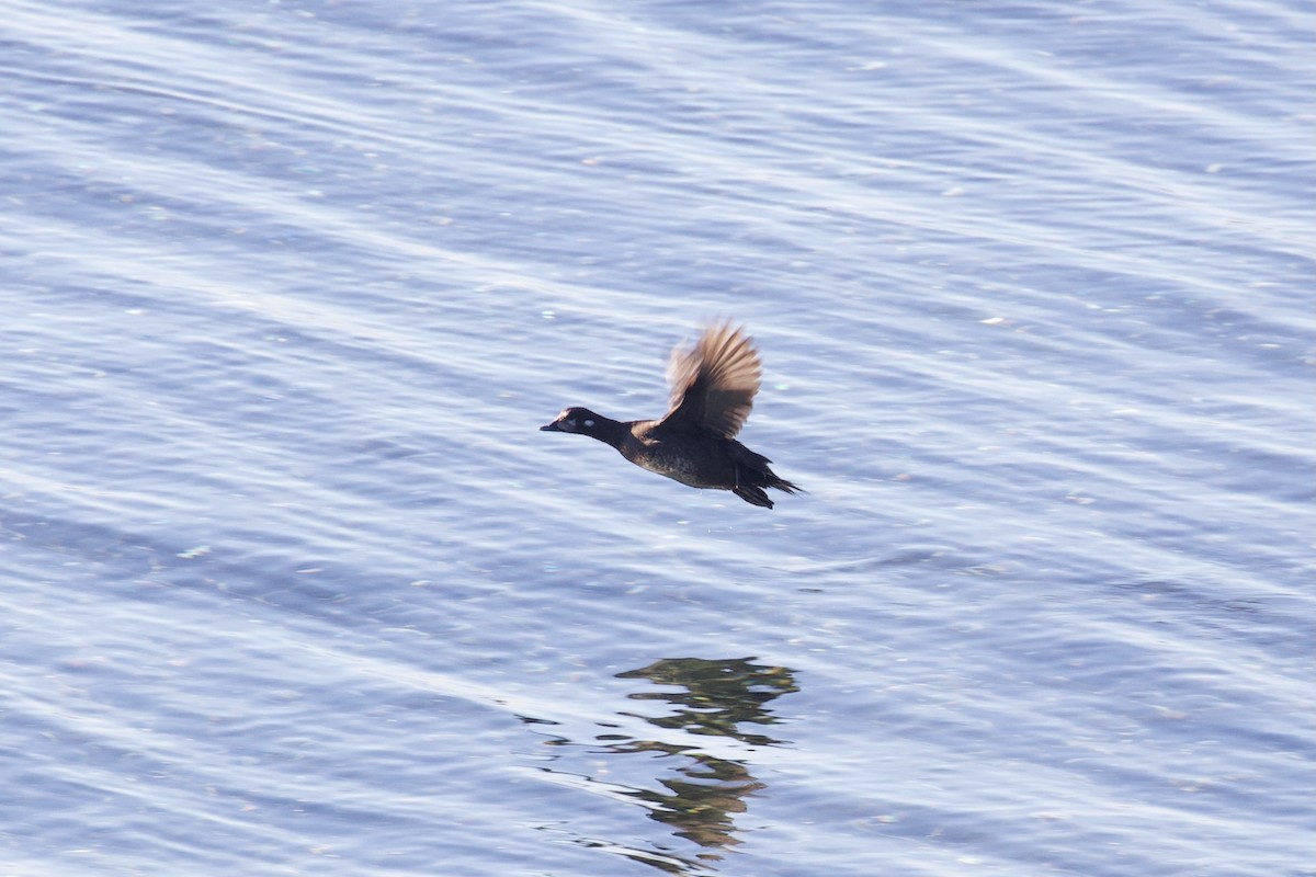 Harlequin Duck - ML599981351