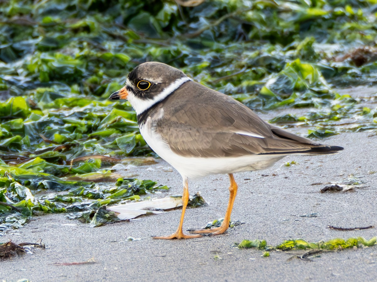 Semipalmated Plover - ML599981521