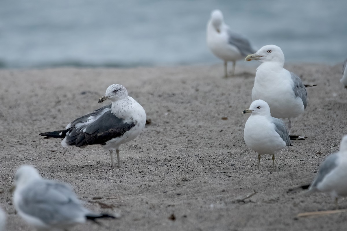 Lesser Black-backed Gull - Sue Barth