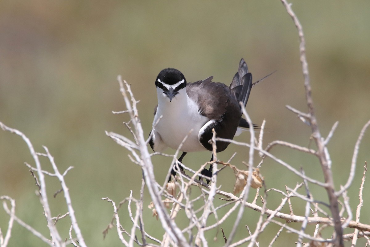 Bridled Tern - Zbigniew Kajzer