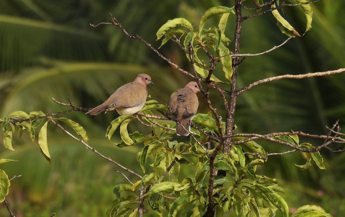 Laughing Dove - ML599984201