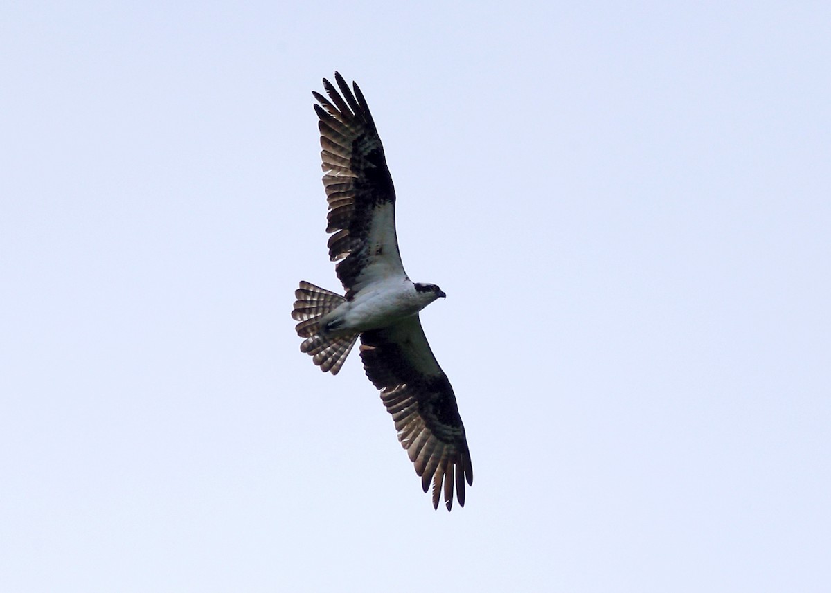 Balbuzard pêcheur - ML59998441