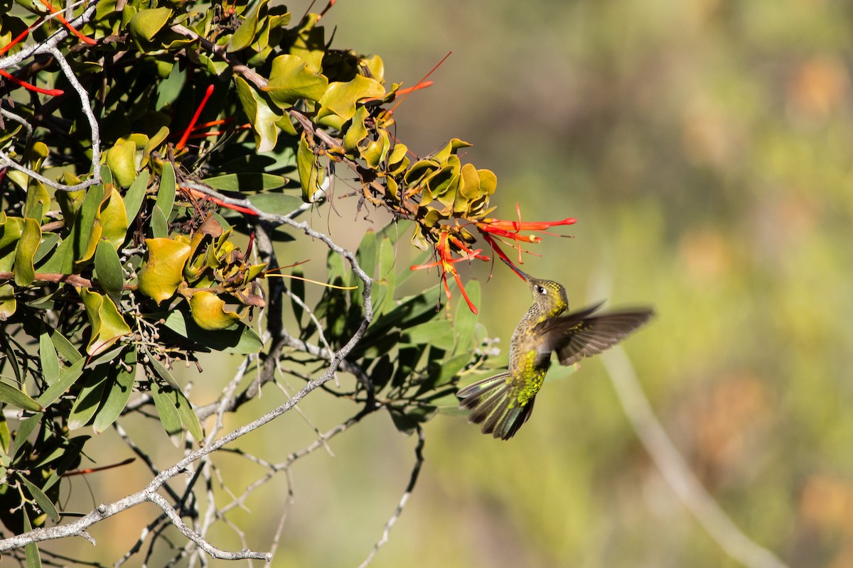 Green-backed Firecrown - Ariel Cabrera Foix