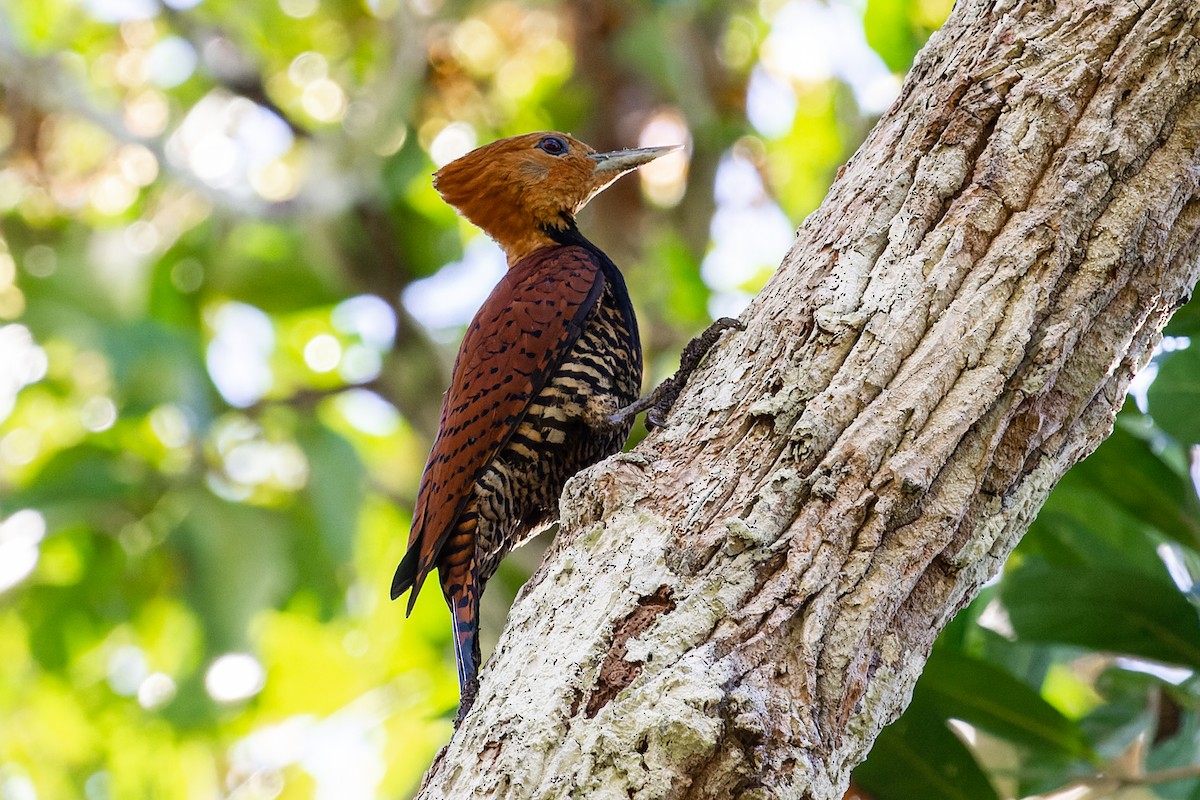 Ringed Woodpecker - ML599984681