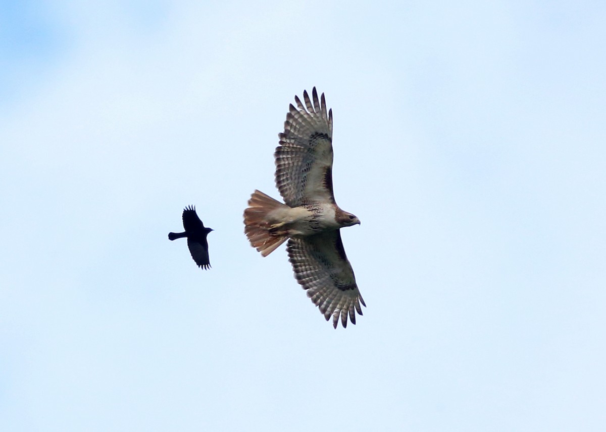 Red-tailed Hawk - ML59998491