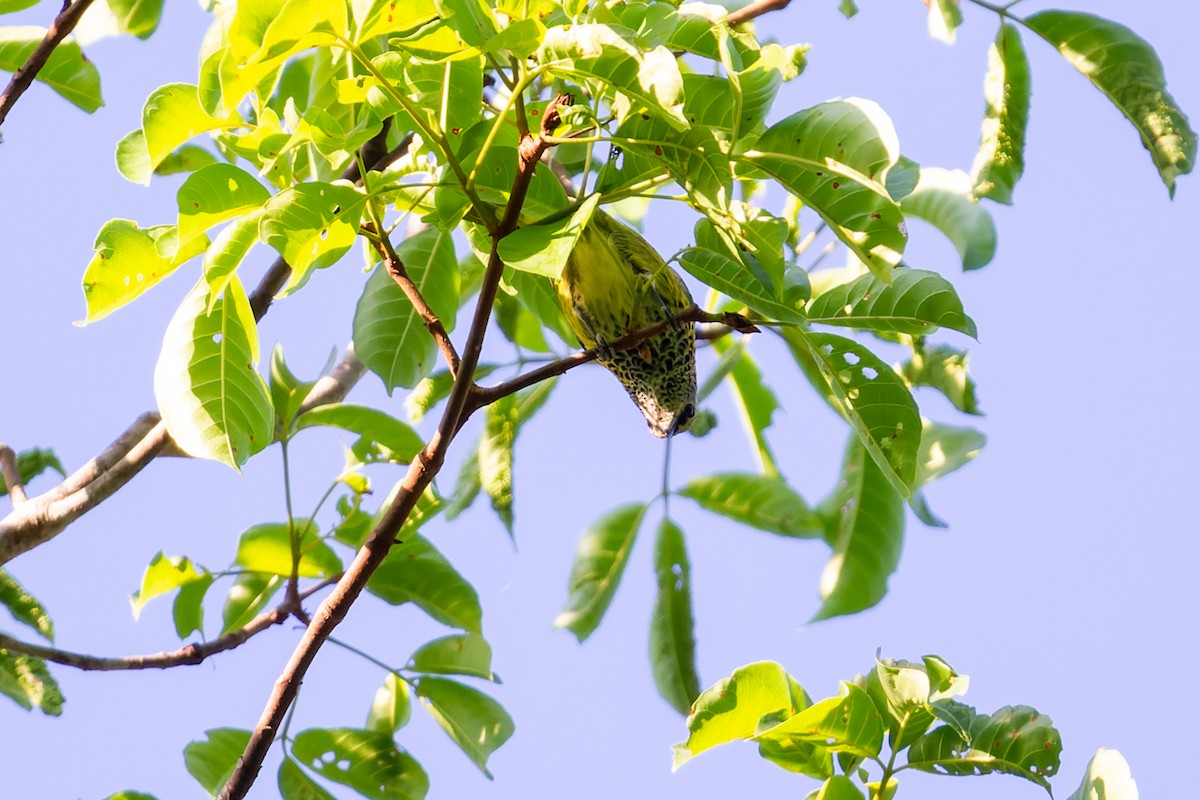 Spotted Tanager - João Vitor Andriola