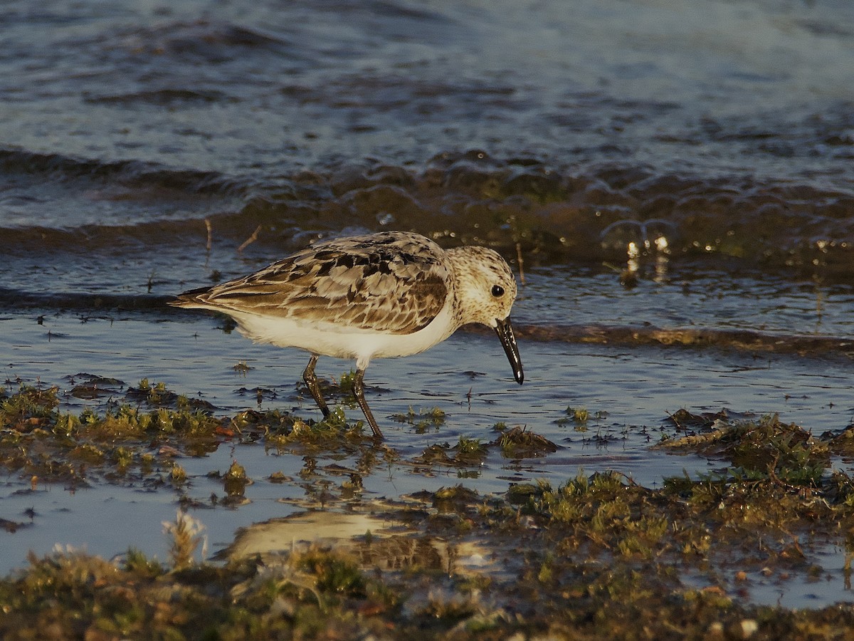 Sanderling - ML599984991