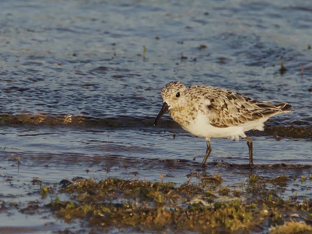 Sanderling - ML599985001