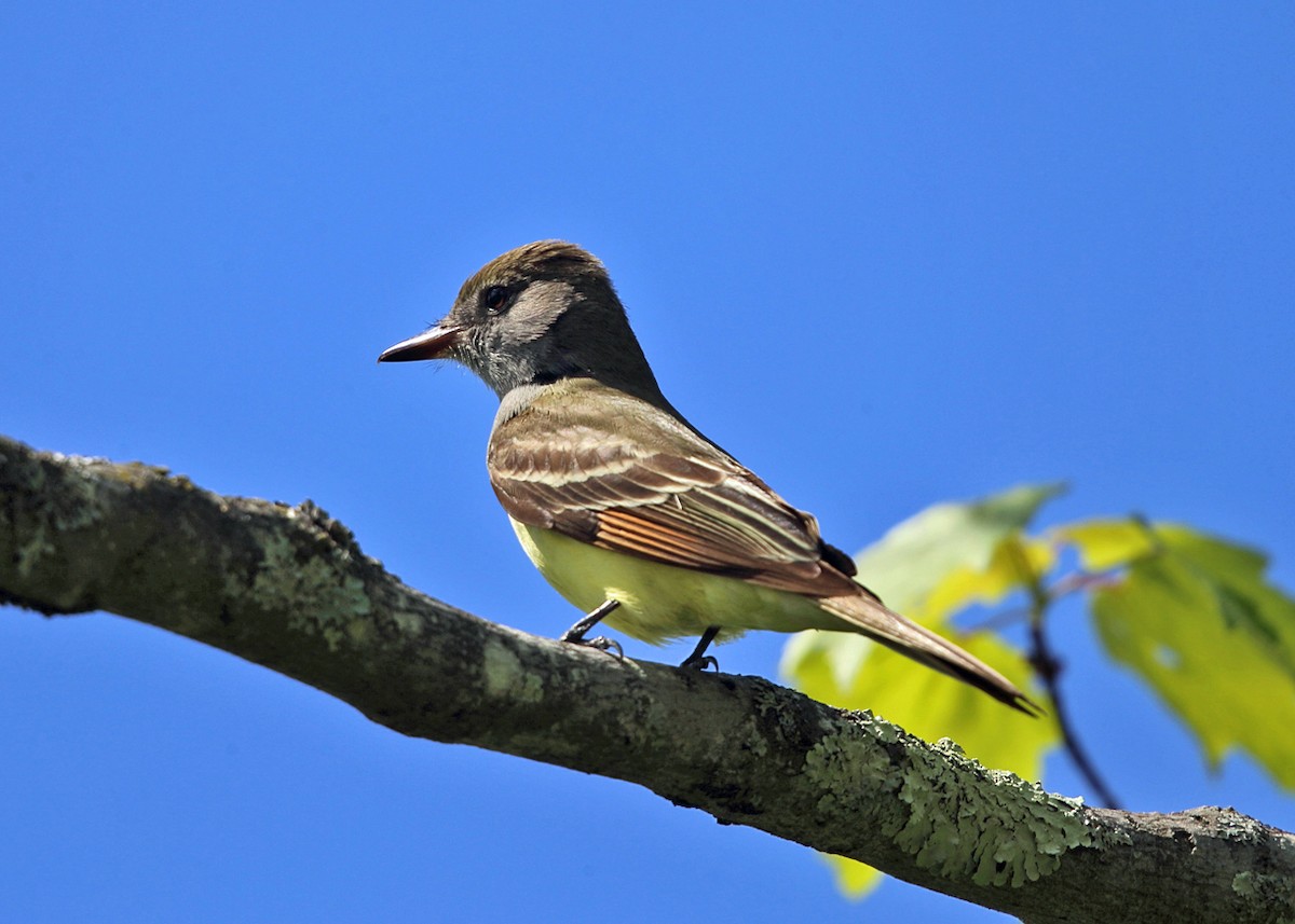 Great Crested Flycatcher - ML59998551