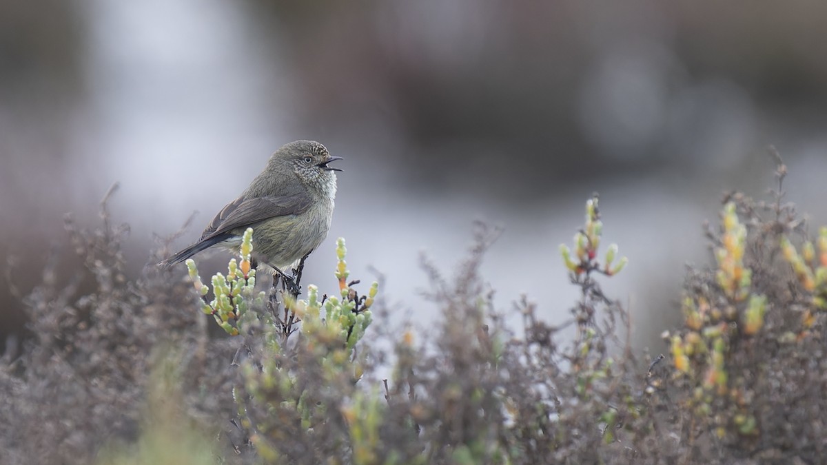 Slender-billed Thornbill - Robert Tizard