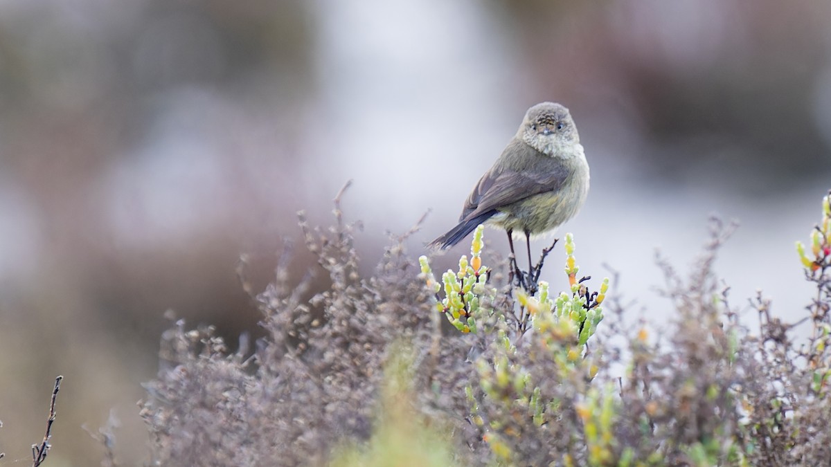 Slender-billed Thornbill - ML599986891