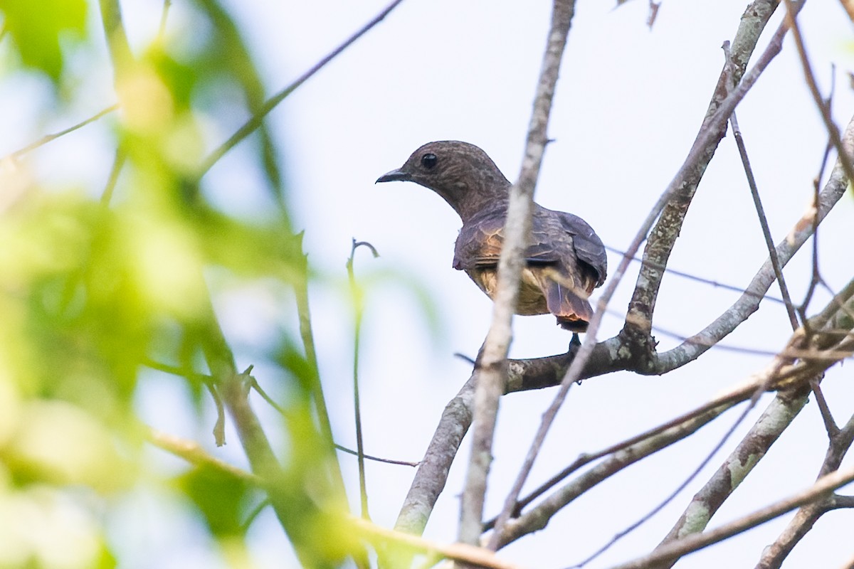 Cotinga de Cayenne - ML599986901