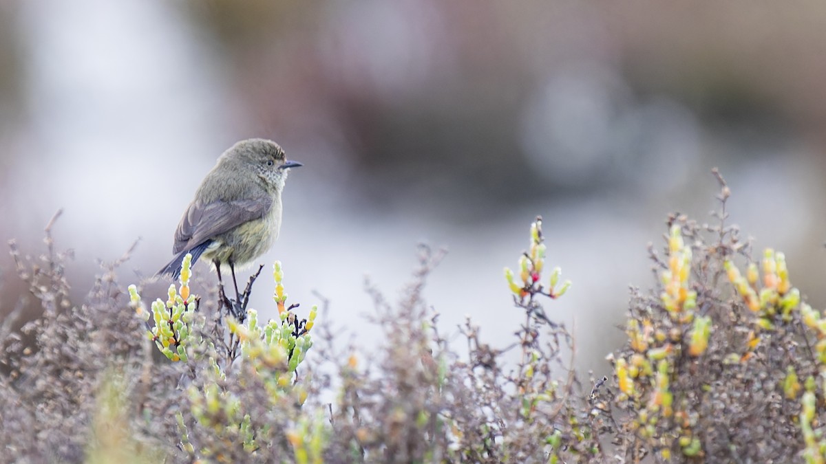 Slender-billed Thornbill - ML599986911