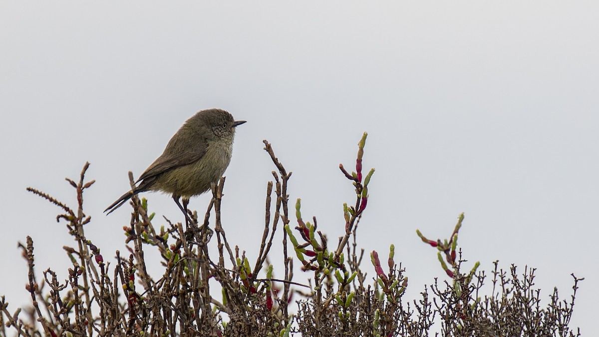 Slender-billed Thornbill - ML599986941