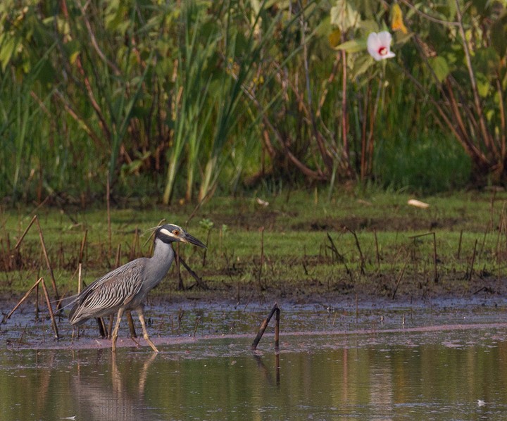 Yellow-crowned Night Heron - ML599988111