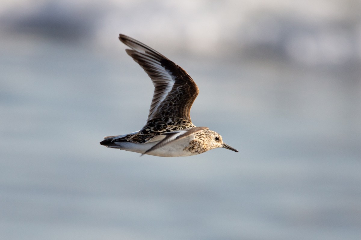 Bécasseau sanderling - ML599988221