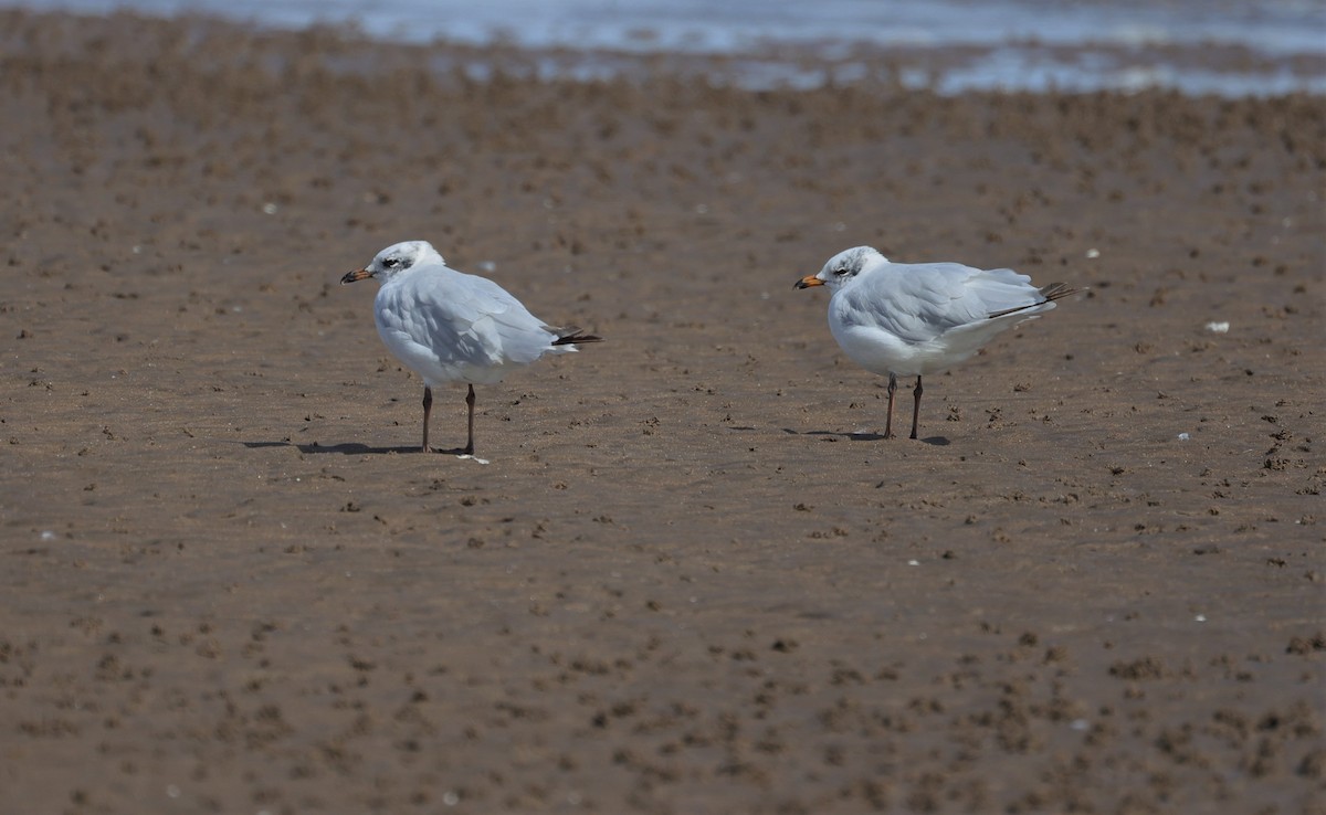 Mediterranean Gull - ML599988481